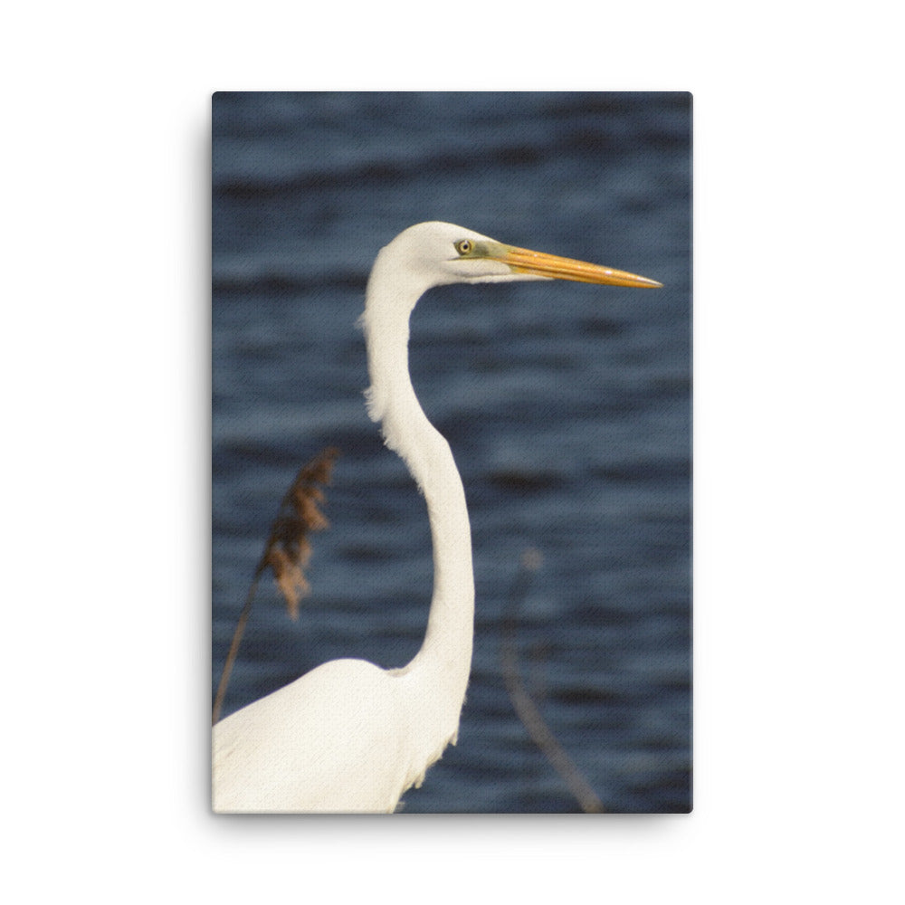 Great White Egret Animal / Wildlife Photograph Canvas Wall Art Prints