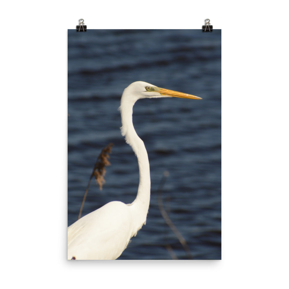 Great White Egret Bird / Animal / Wildlife Photograph Loose Wall Art Print