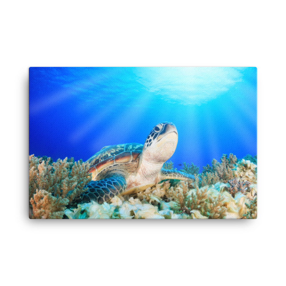 Green Sea Turtle In Tropical Coral Reef Animal Wildlife Photo Canvas Wall Art Print