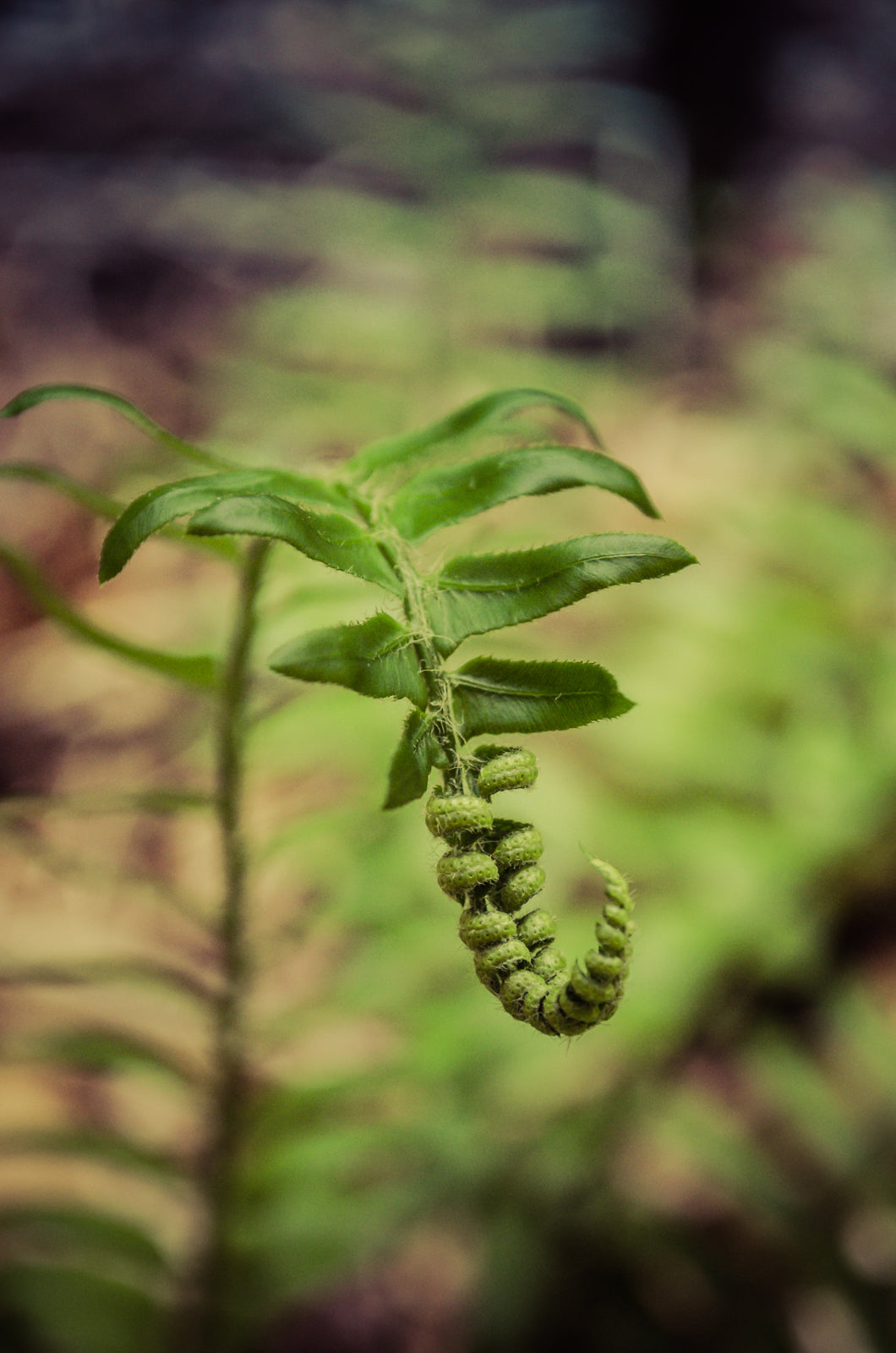 Growth of the Forest Floor Botanical / Nature Photo Fine Art Canvas Wall Art Prints - PIPAFINEART