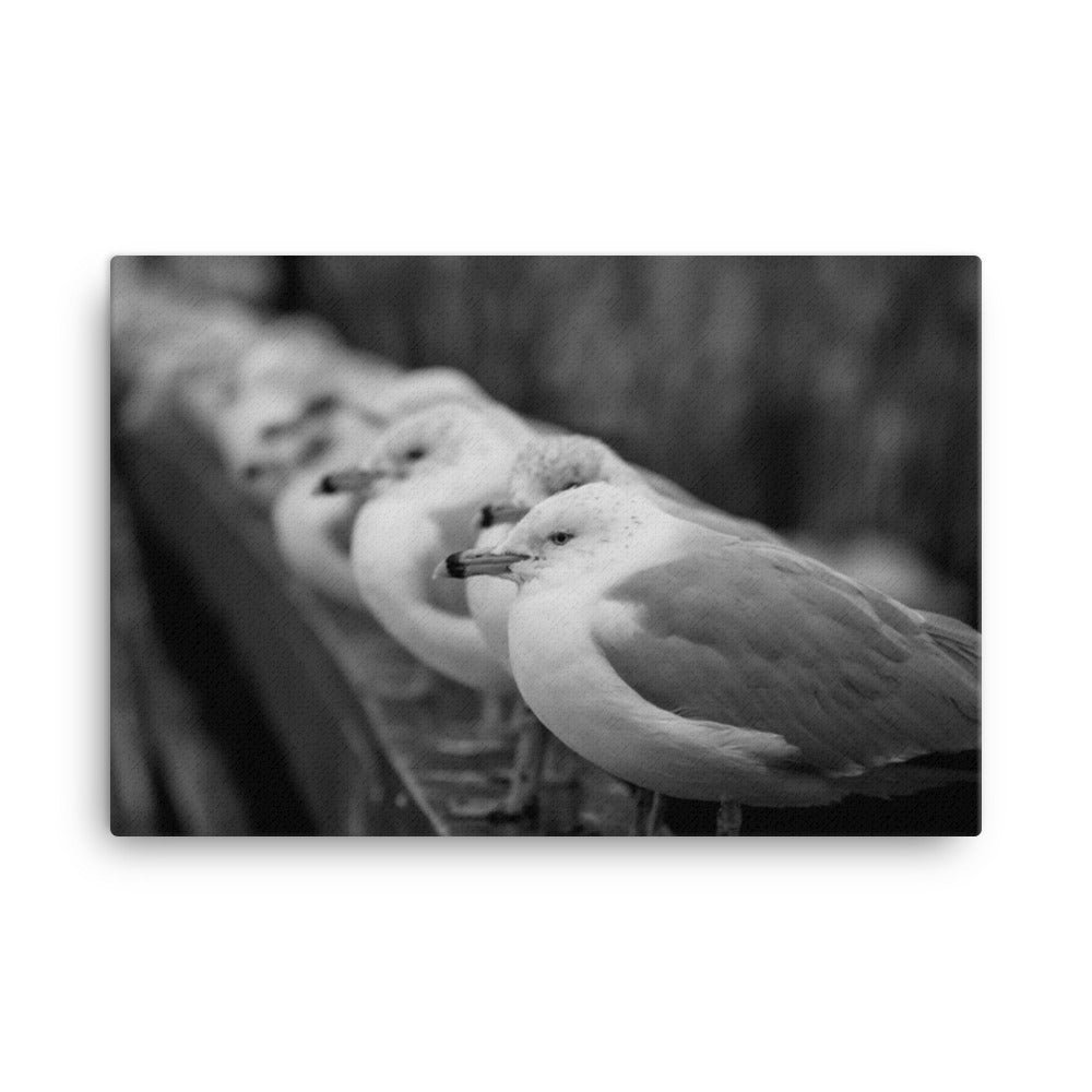 Gull King Animal / Wildlife Black and White Photograph Canvas Wall Art Prints