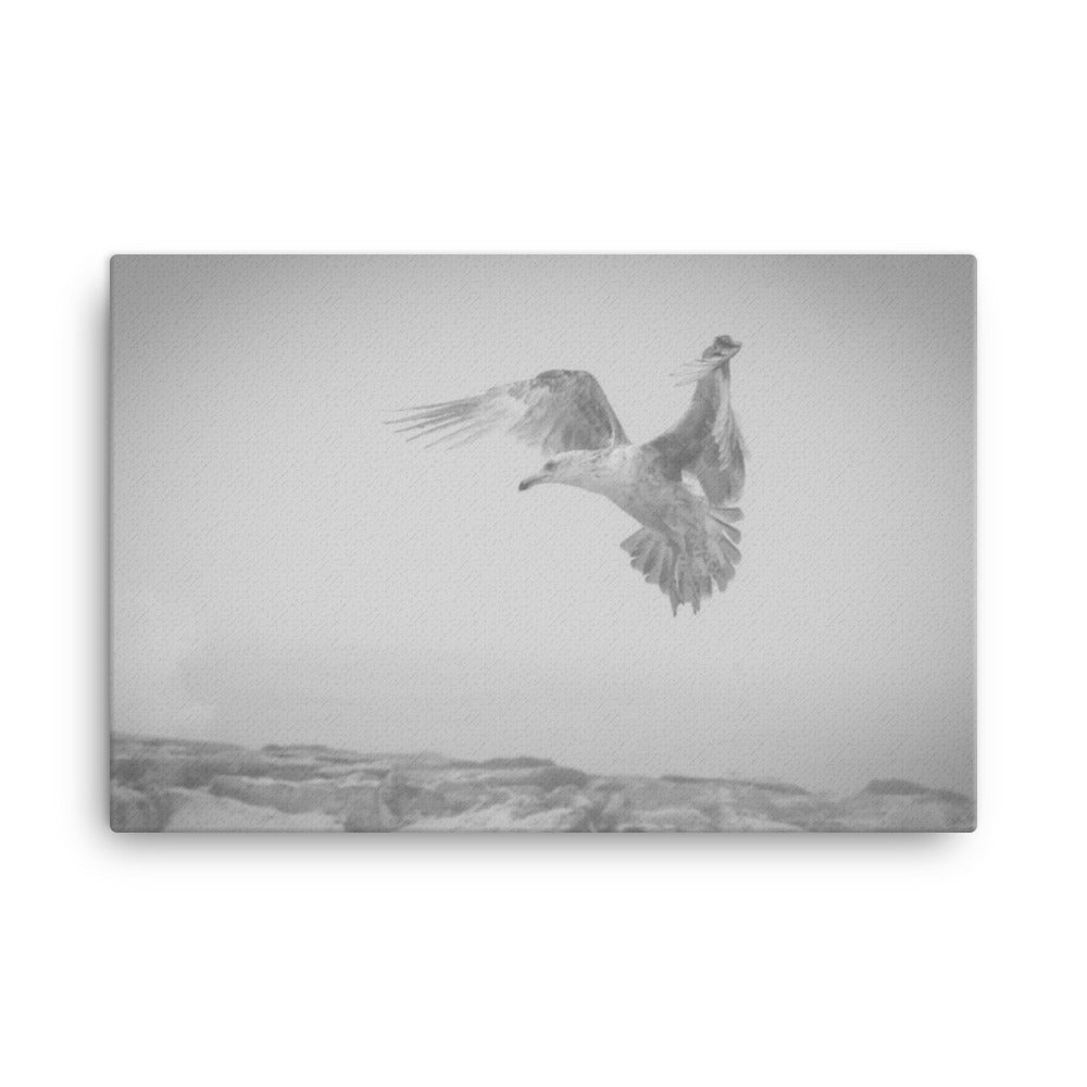 Gull in the Mist - Black and White Animal / Wildlife Photograph Canvas Wall Art Prints