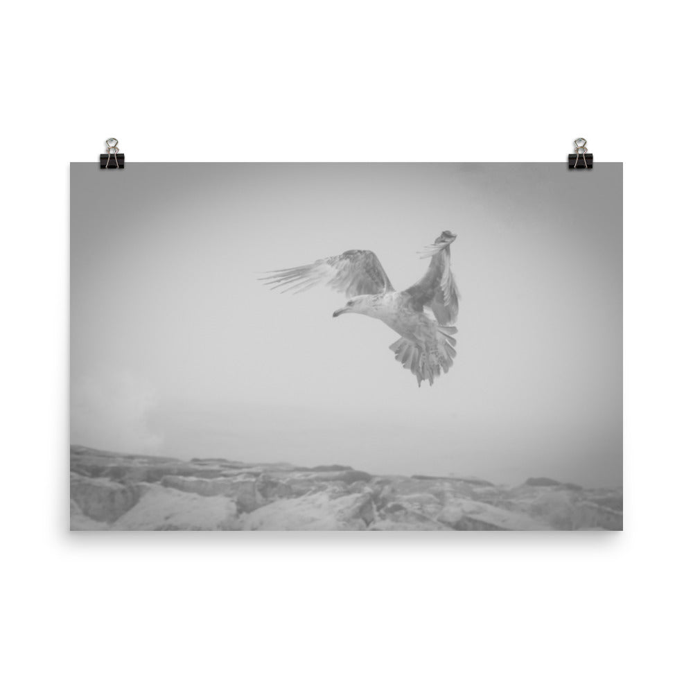 Gull in the Mist Black and White Bird / Animal / Wildlife Photograph Loose Wall Art Print