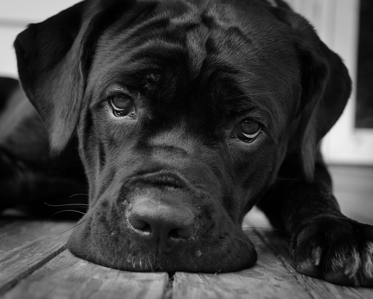 Gurdy on Porch Animal / Dog Black & White Fine Art Canvas & Unframed Wall Art Prints - PIPAFINEART