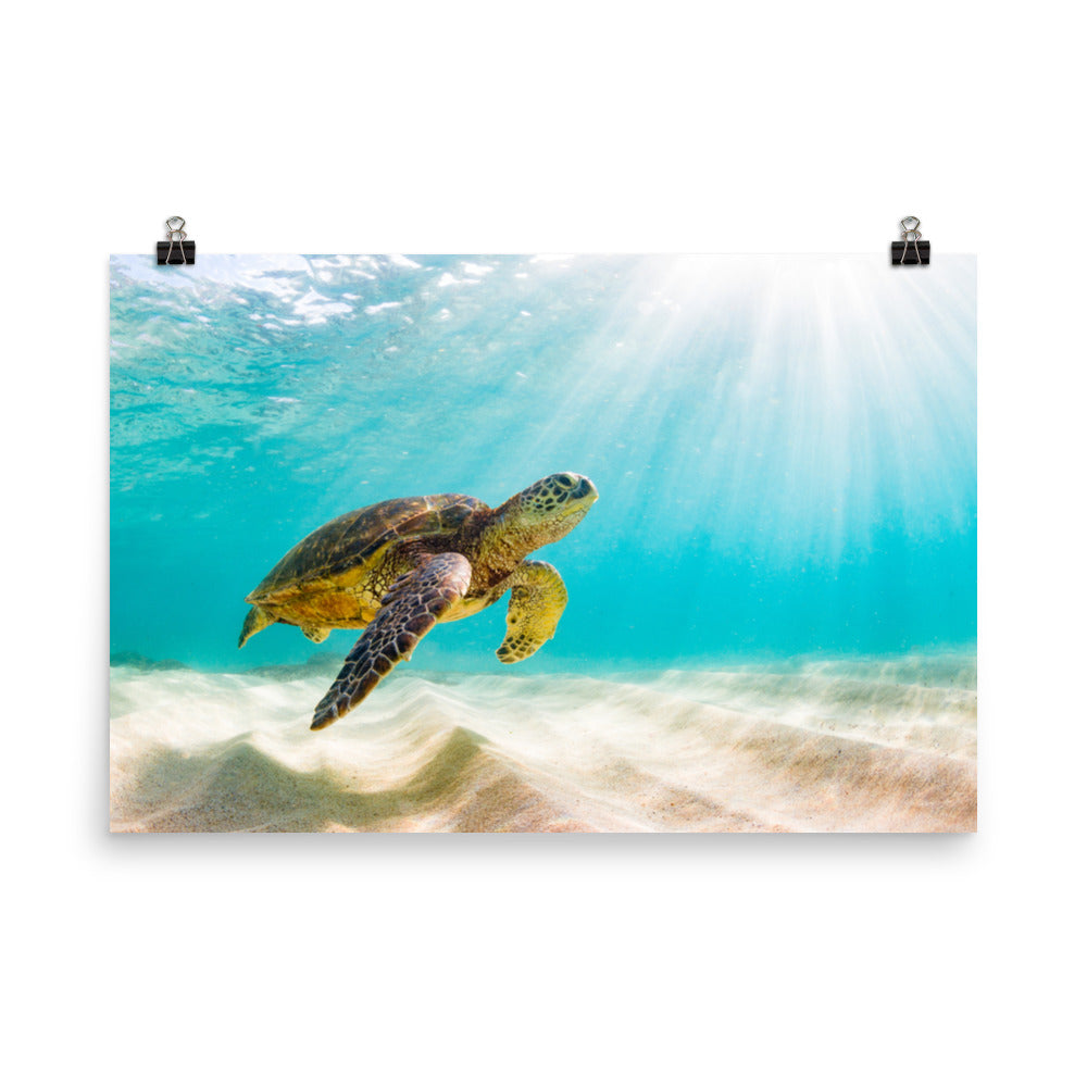 Hawaiian Green Sea Turtle In Turquoise Blue Sea and Sandbars Animal Wildlife Photograph Loose Wall Art Print
