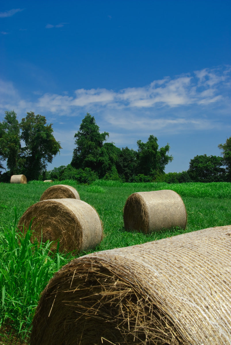 Hay Whatcha Doin' in the Field Landscape Photo DIY Wall Decor Instant Download Print - Printable - PIPAFINEART