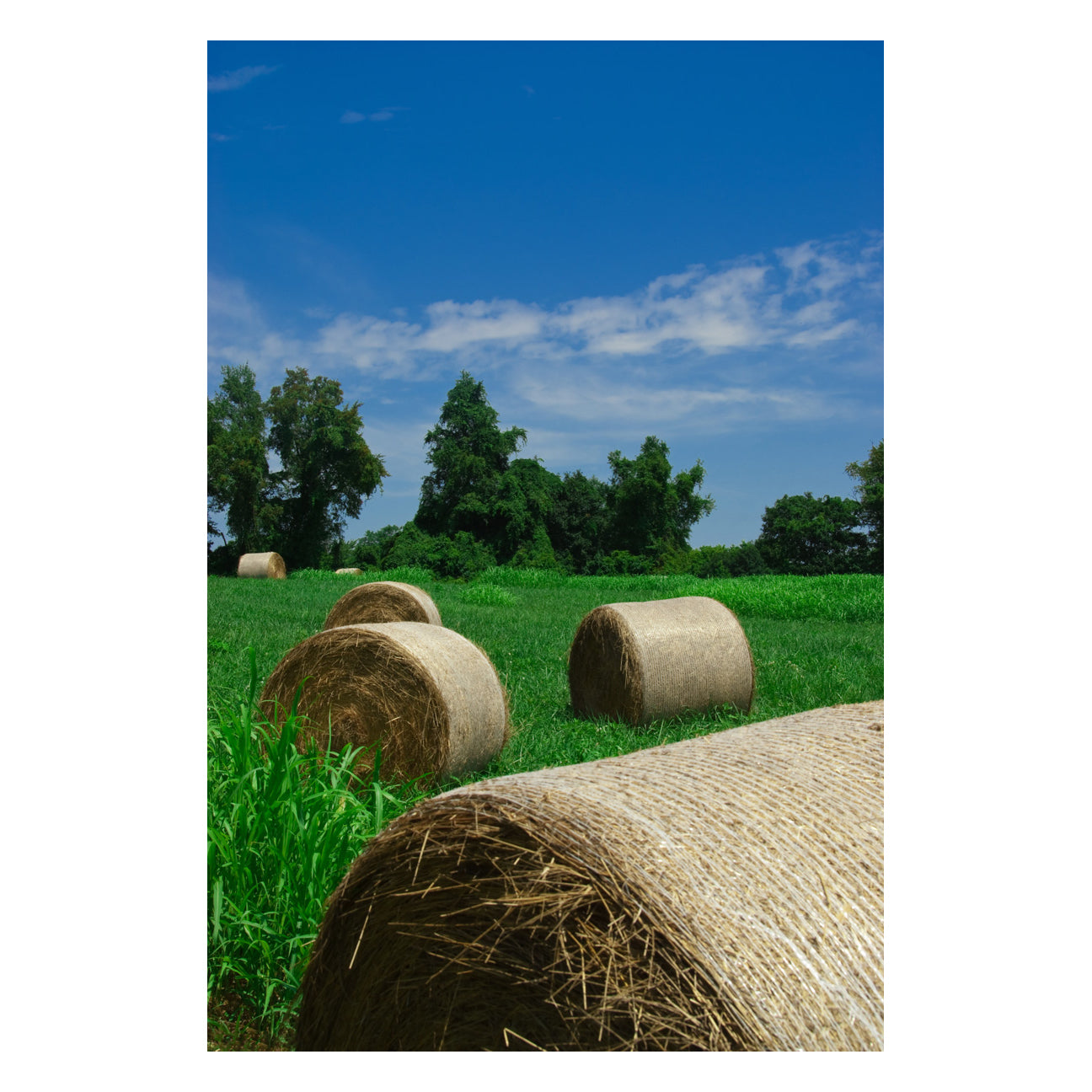 Hay Whatcha Doin in the Field Landscape Photo Fine Art Canvas Wall Art Prints - PIPAFINEART