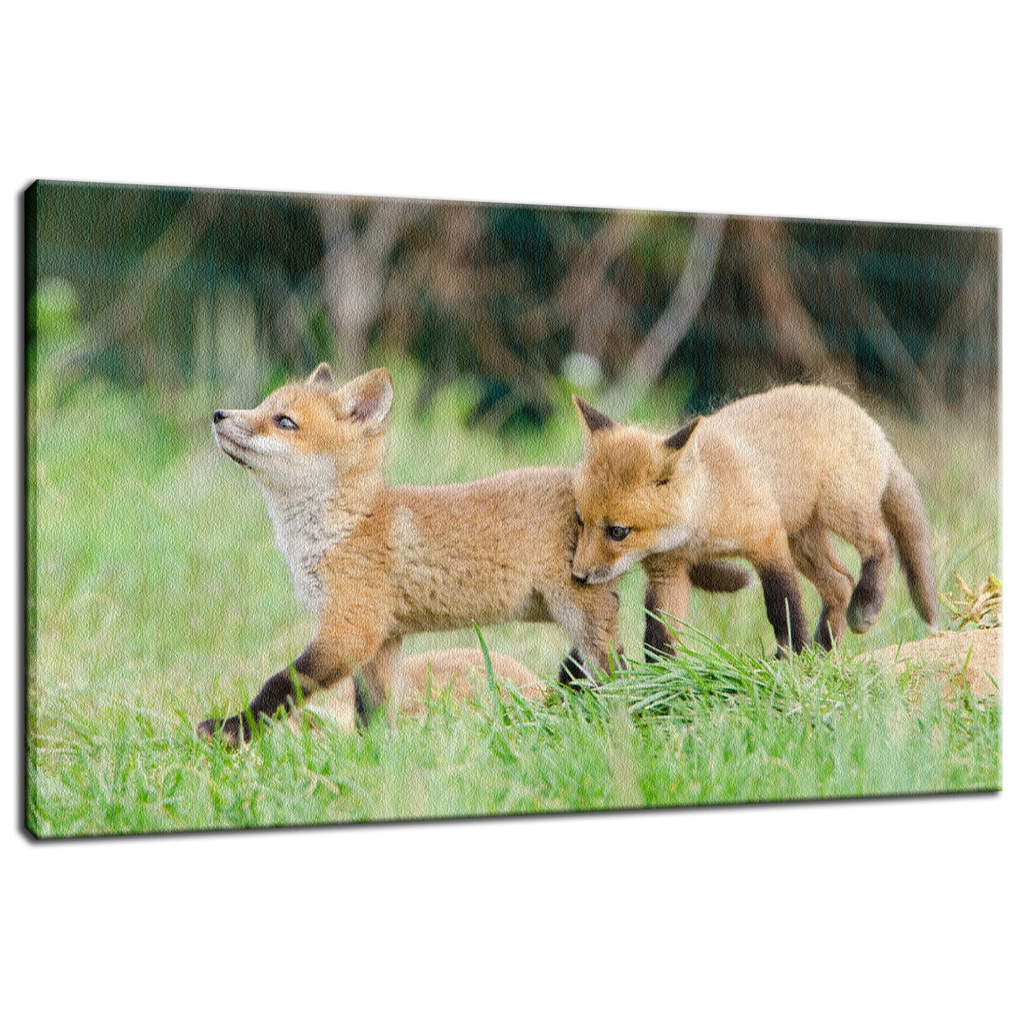Head Held High Animal / Wildlife Photograph Fine Art Canvas & Unframed Wall Art Prints - PIPAFINEART