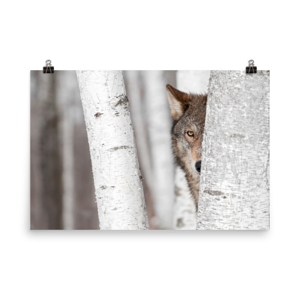 Hiding Wolf Behind Birch Tree In The Forest Rustic Farmhouse Style Animal Wildlife Nature Photograph Loose Wall Art Print