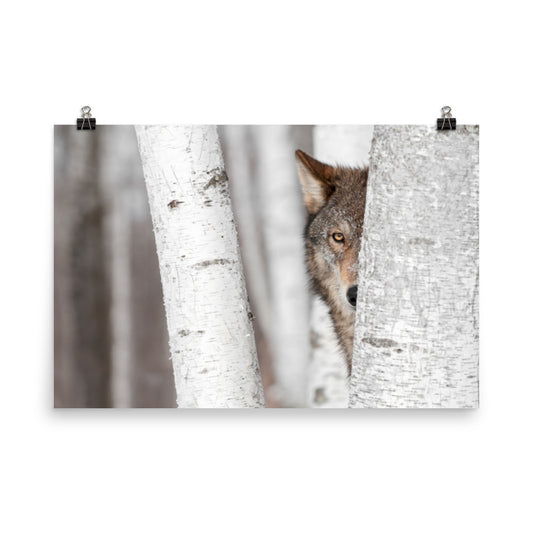 Hiding Wolf Behind Birch Tree In The Forest Rustic Farmhouse Style Animal Wildlife Nature Photograph Loose Wall Art Print