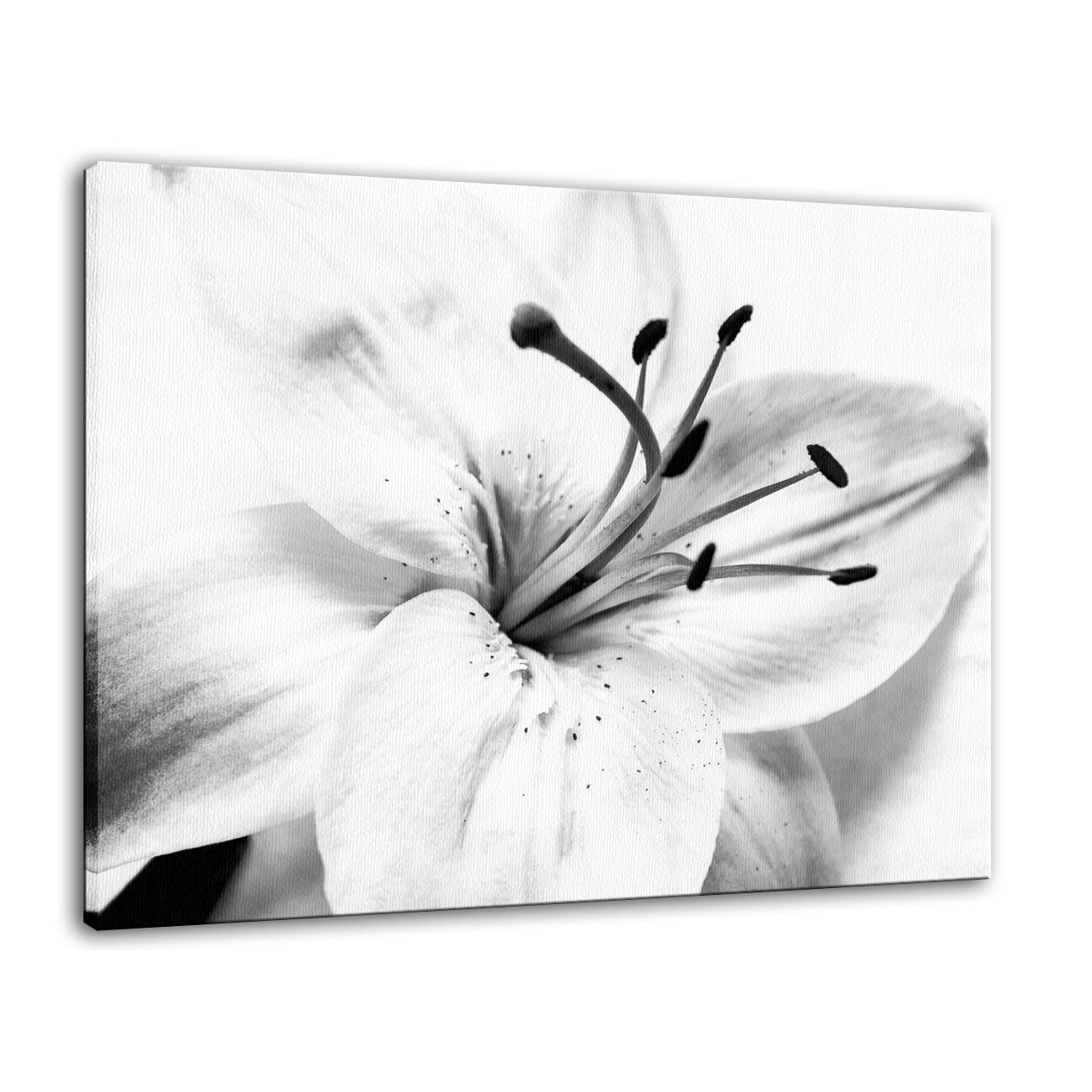 High Key Lily Black & White Nature / Floral Photo Fine Art Canvas Wall Art Prints - PIPAFINEART