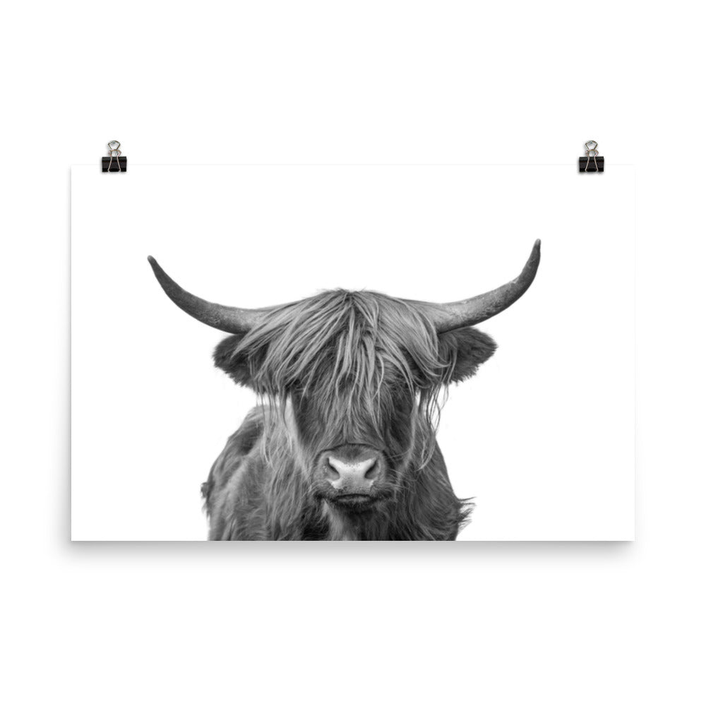 Highland Cow Black and White Wildlife / Animal Photograph Loose Wall Art Prints