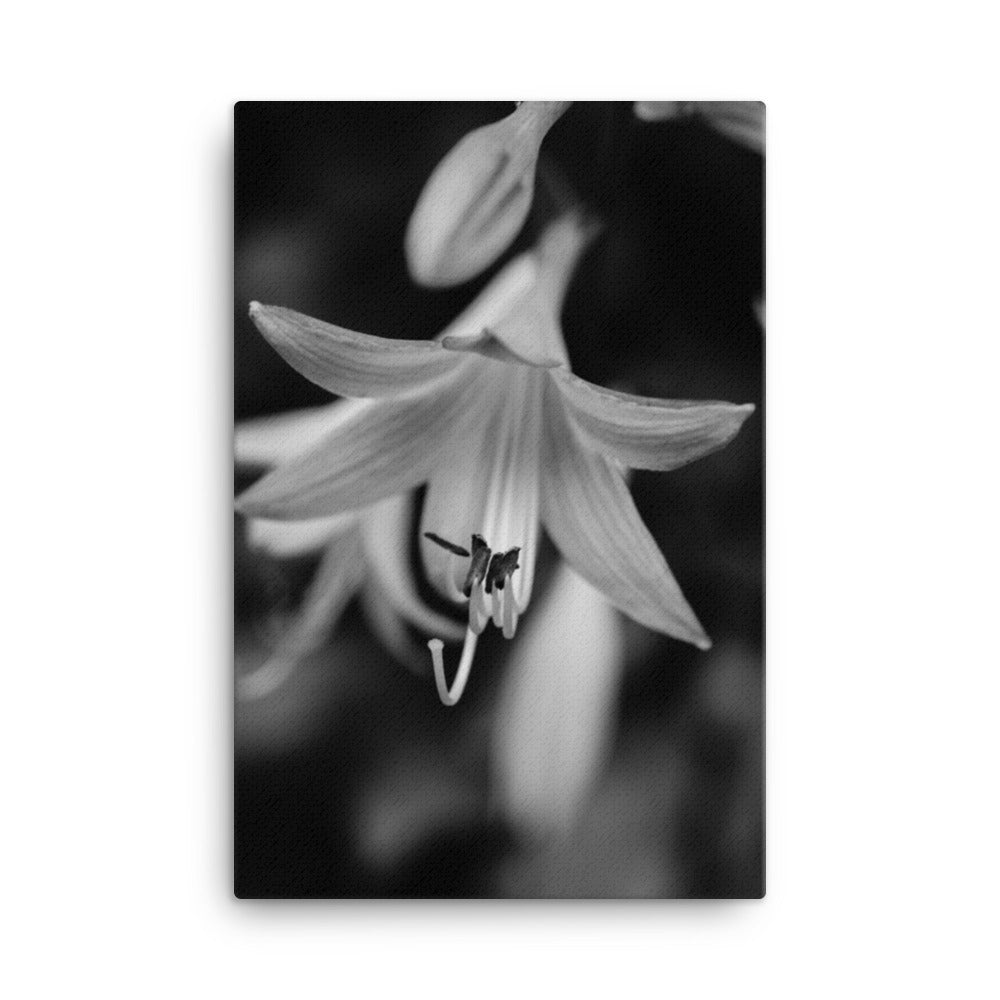 Hosta Bloom Black and White Floral Botanical Nature Photo Canvas Wall Art Prints
