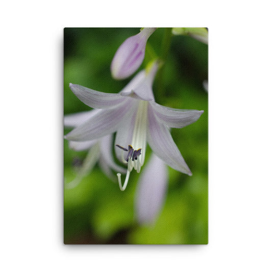 Hosta Bloom Floral Botanical Nature Photo Canvas Wall Art Prints