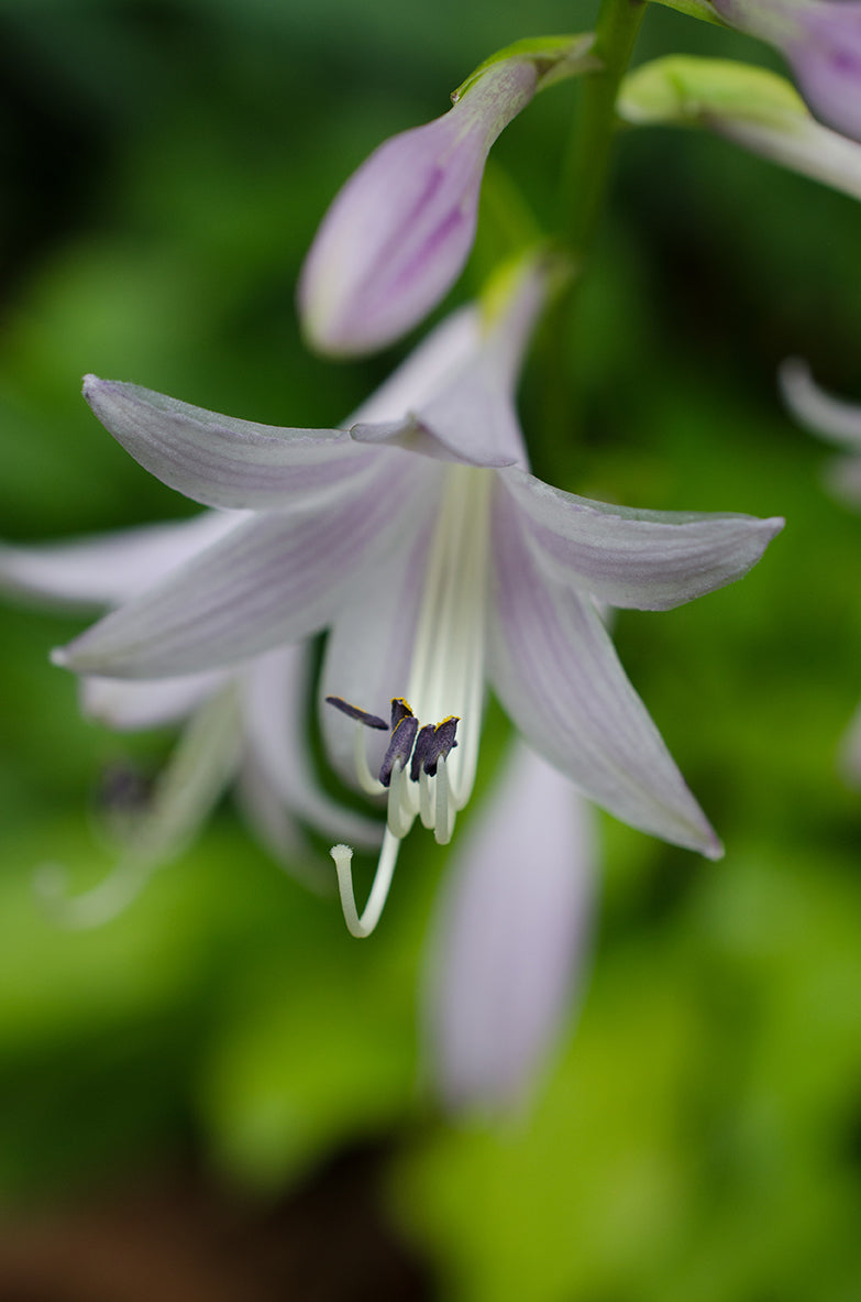 Hosta Bloom Nature / Floral Photo Fine Art Canvas Wall Art Prints - PIPAFINEART