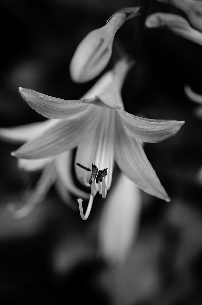 Hosta Bloom in Black & White Nature / Floral Photo Fine Art Canvas Wall Art Prints - PIPAFINEART