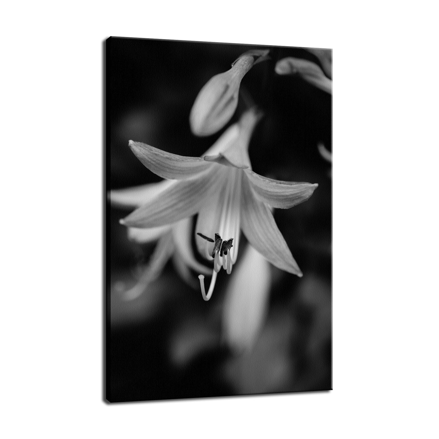 Hosta Bloom in Black & White Nature / Floral Photo Fine Art Canvas Wall Art Prints - PIPAFINEART