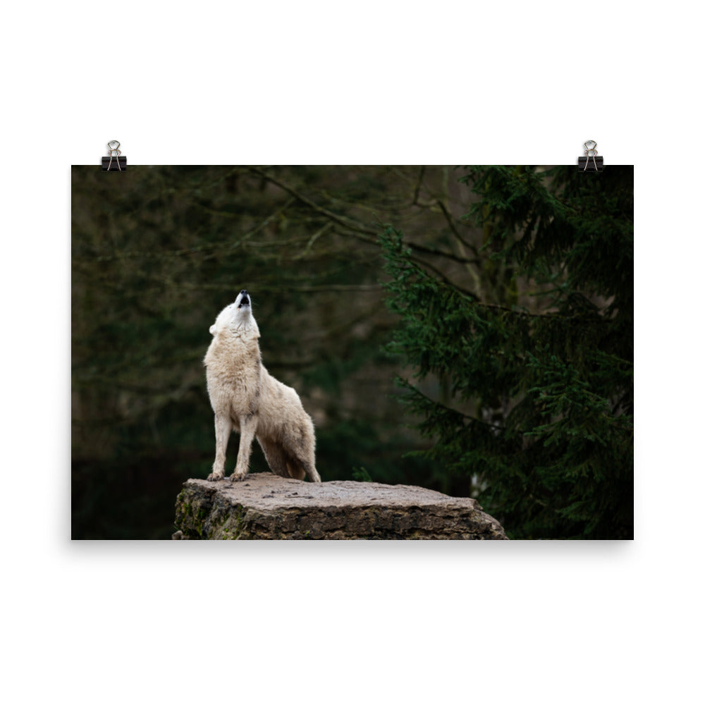Howling White Wolf In The Forest Rustic Farmhouse Style Animal Wildlife Nature Photograph Loose Wall Art Print