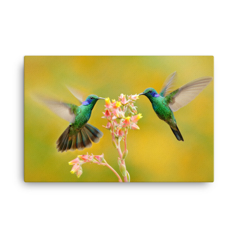 Hummingbirds with Little Pink Flowers Animal / Wildlife Floral Photo Canvas Wall Art Prints