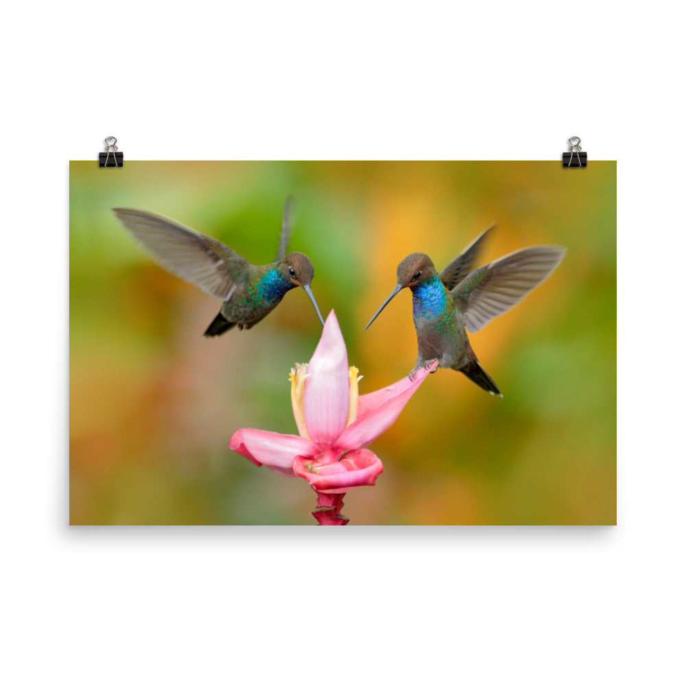 Botany Art Prints: