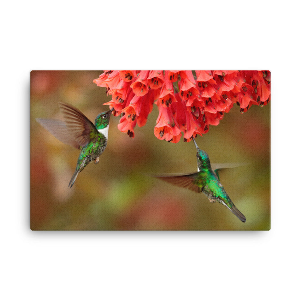 Hummingbirds with Reddish-Orange Flowers Animal Wildlife Floral Photograph Canvas Wall Art Prints