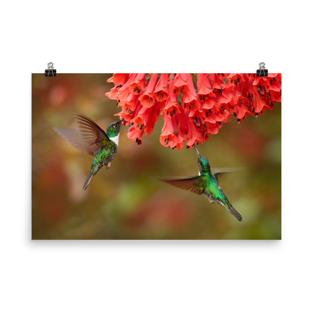 Hummingbirds with Reddish-Orange Flowers Loose Wall Art Print