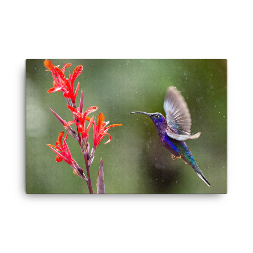 Hummingbird with Little Red Flowers Animal Wildlife Floral Photograph Canvas Wall Art Prints