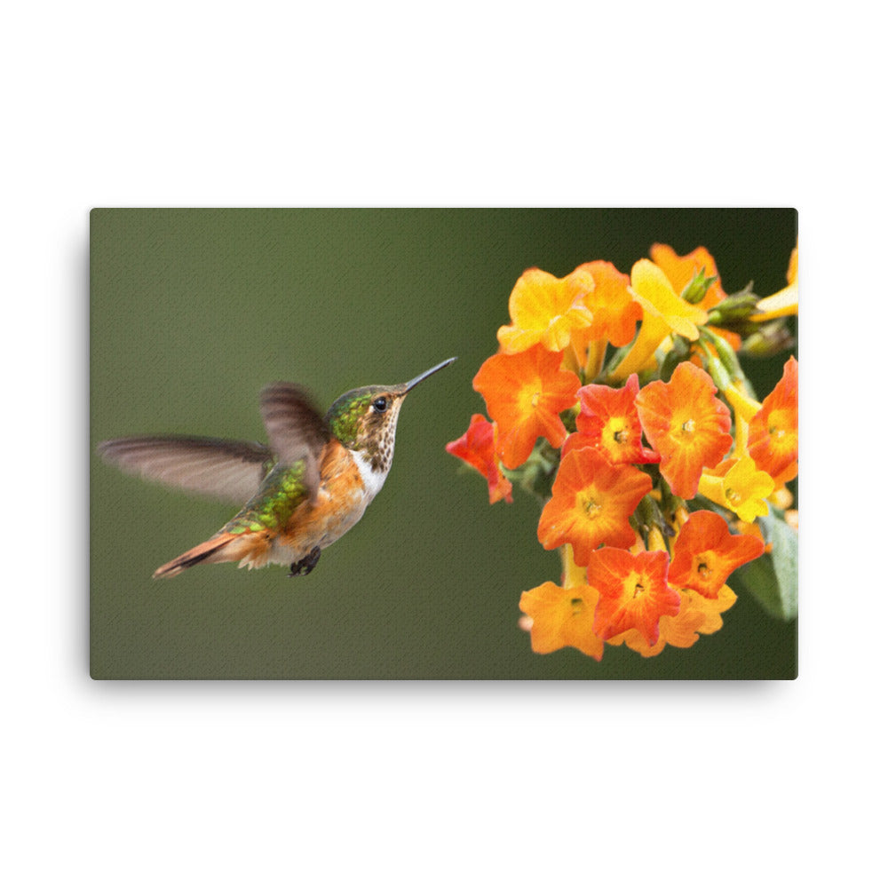 Hummingbird with Little Yellow-Orange Flowers Animal Wildlife Floral Photograph Canvas Wall Art Prints