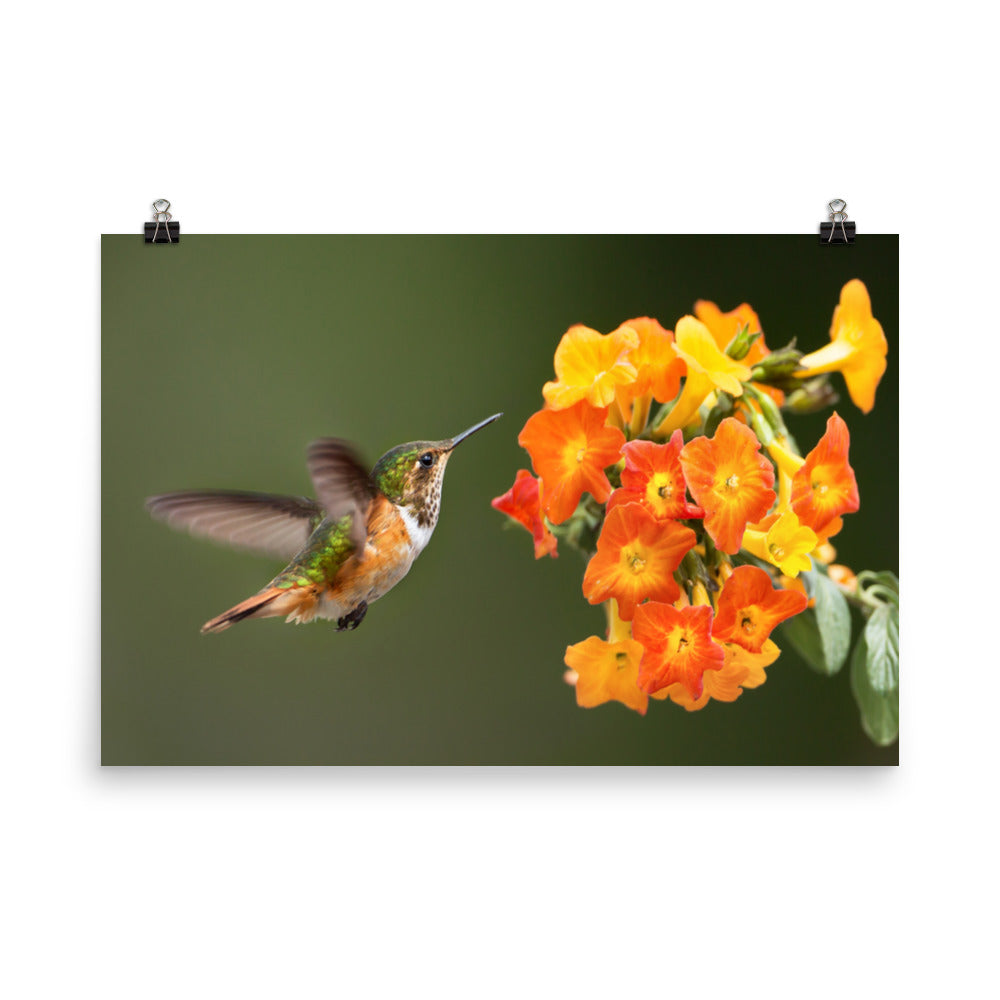 Hummingbird with Little Yellow-Orange Flowers Loose Wall Art Print
