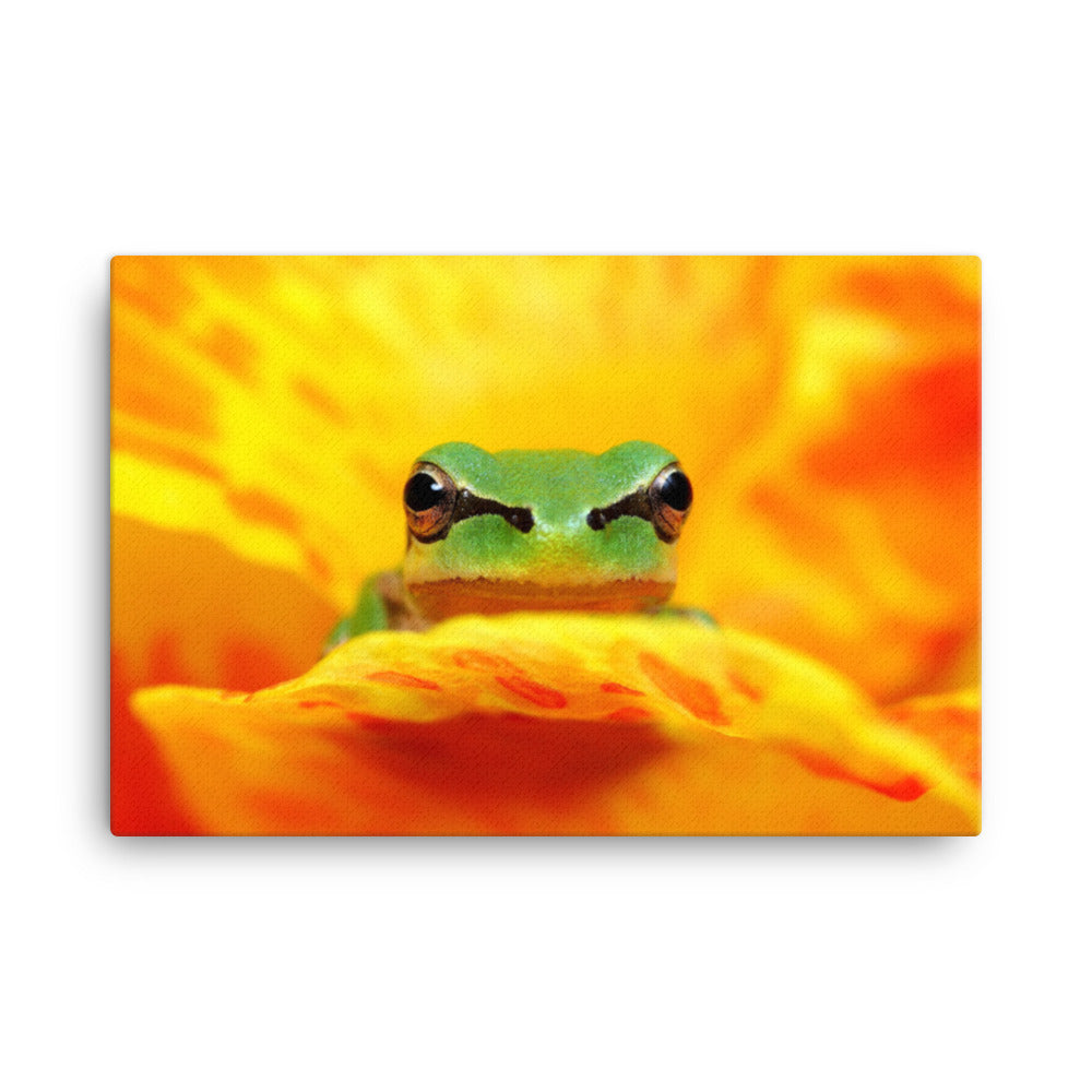 Hyla Green Frog on Yellow and Orange Flower Petals Wildlife Floral Nature Photo Canvas Wall Art Print