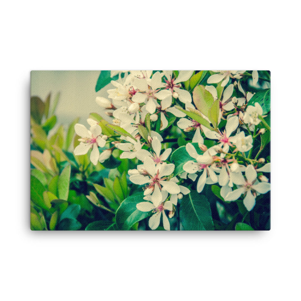 Indian Hawthorn Shrub in Bloom Colorized Floral Botanical Nature Photo Canvas Wall Art Prints