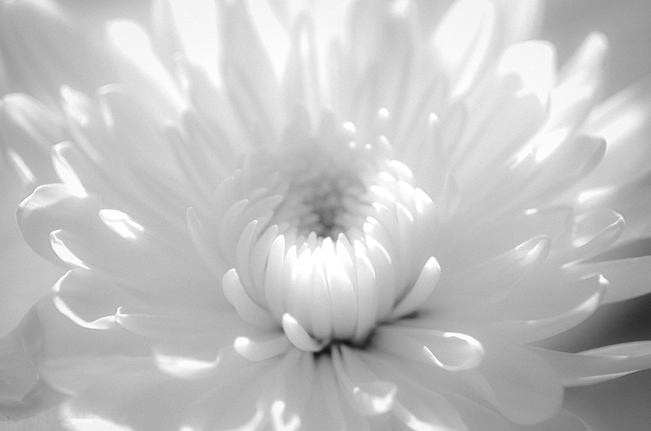 Infrared Flower 2 Floral Nature Photo DIY Wall Decor Instant Download Print - Printable - PIPAFINEART