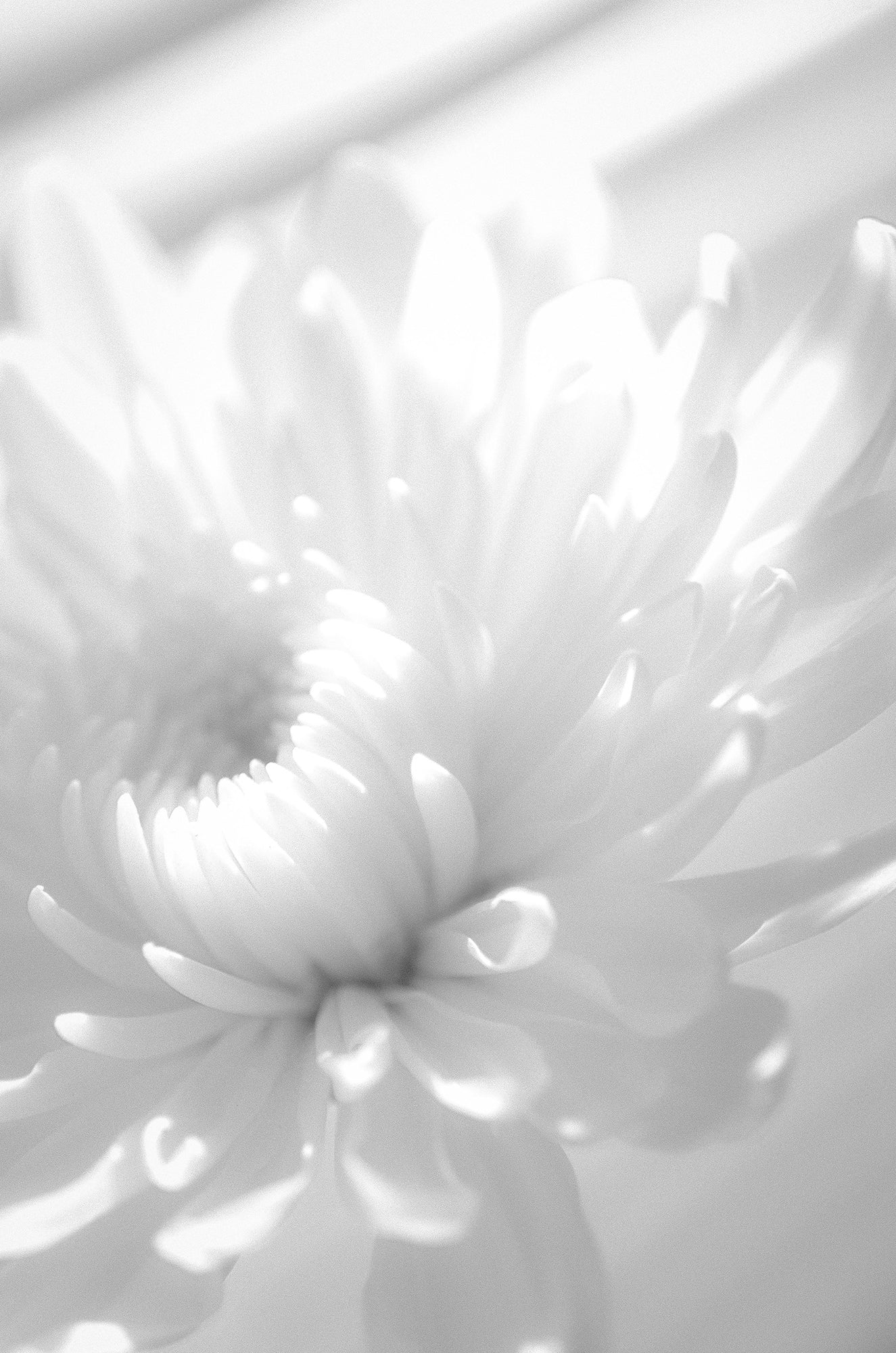 Infrared Flower Floral Nature Photo DIY Wall Decor Instant Download Print - Printable  - PIPAFINEART