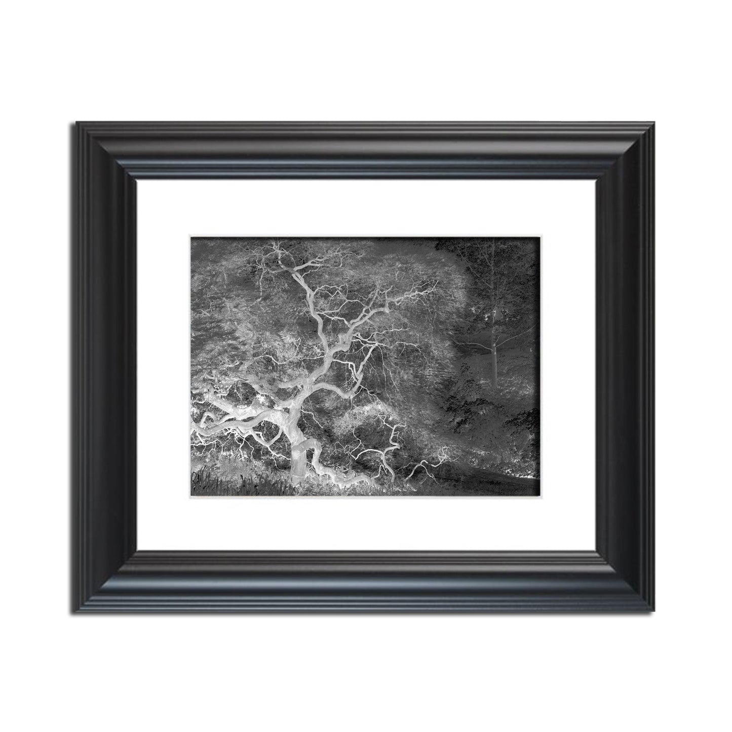 Infrared Japanese Maple Abstract Photo Fine Art Canvas & Unframed Wall Art Prints - PIPAFINEART