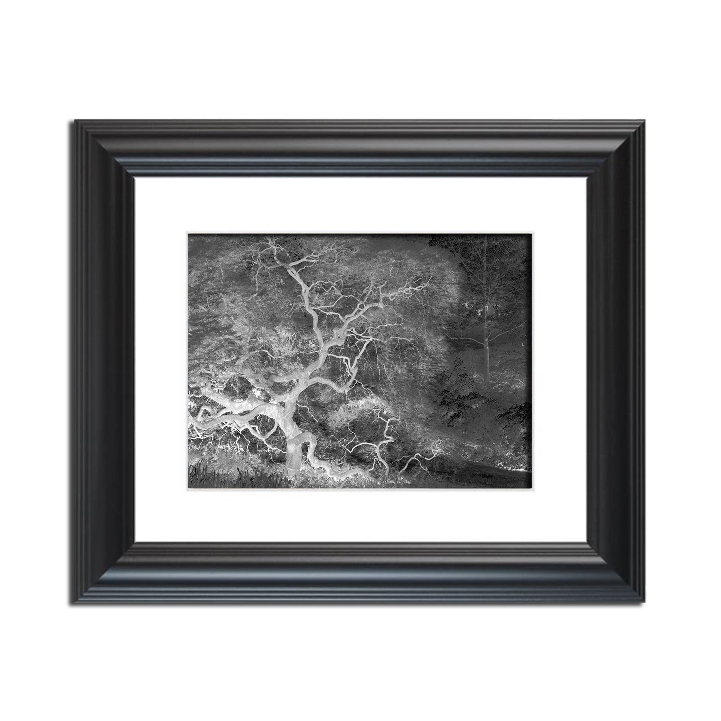 Infrared Japanese Maple Abstract Photo Fine Art Canvas & Unframed Wall Art Prints  - PIPAFINEART