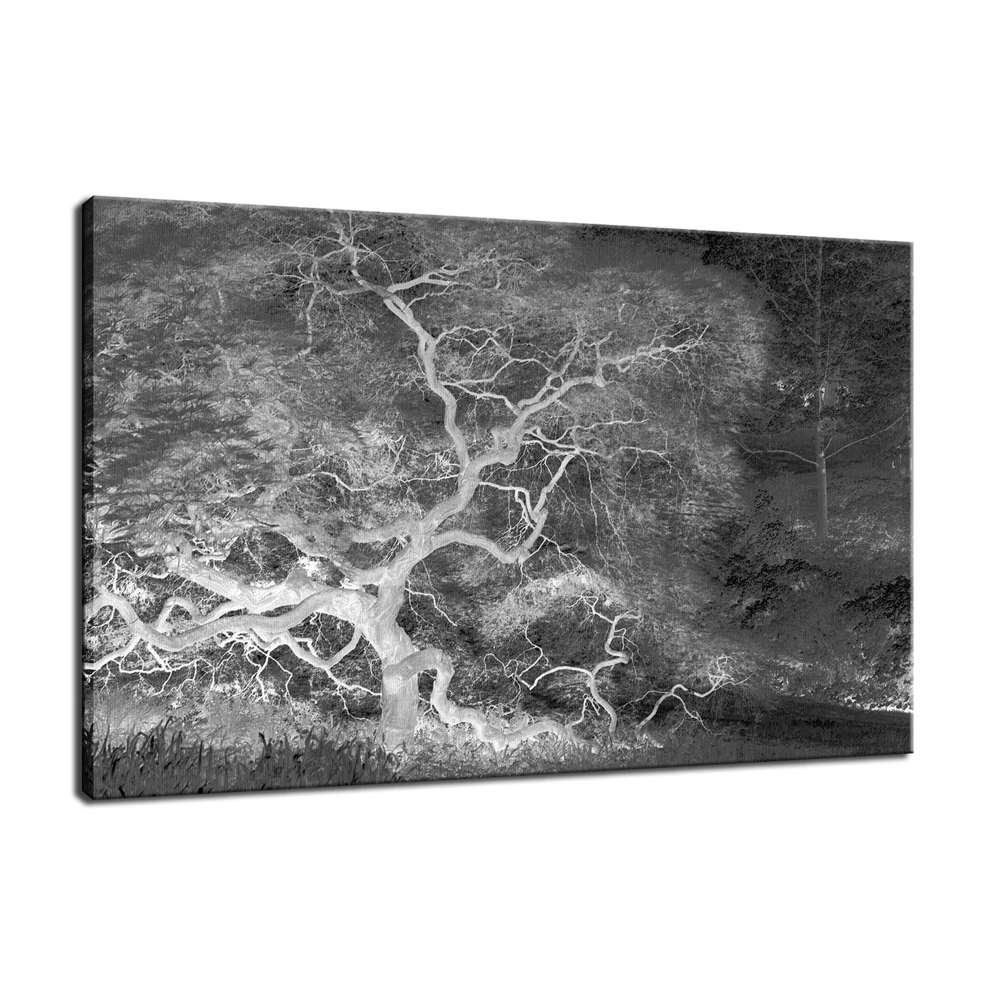 Infrared Japanese Maple Abstract Photo Fine Art Canvas & Unframed Wall Art Prints - PIPAFINEART