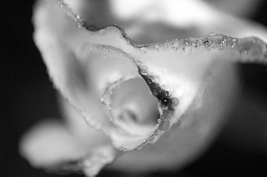 Infrared Rose Floral Nature Photo DIY Wall Decor Instant Download Print - Printable  - PIPAFINEART