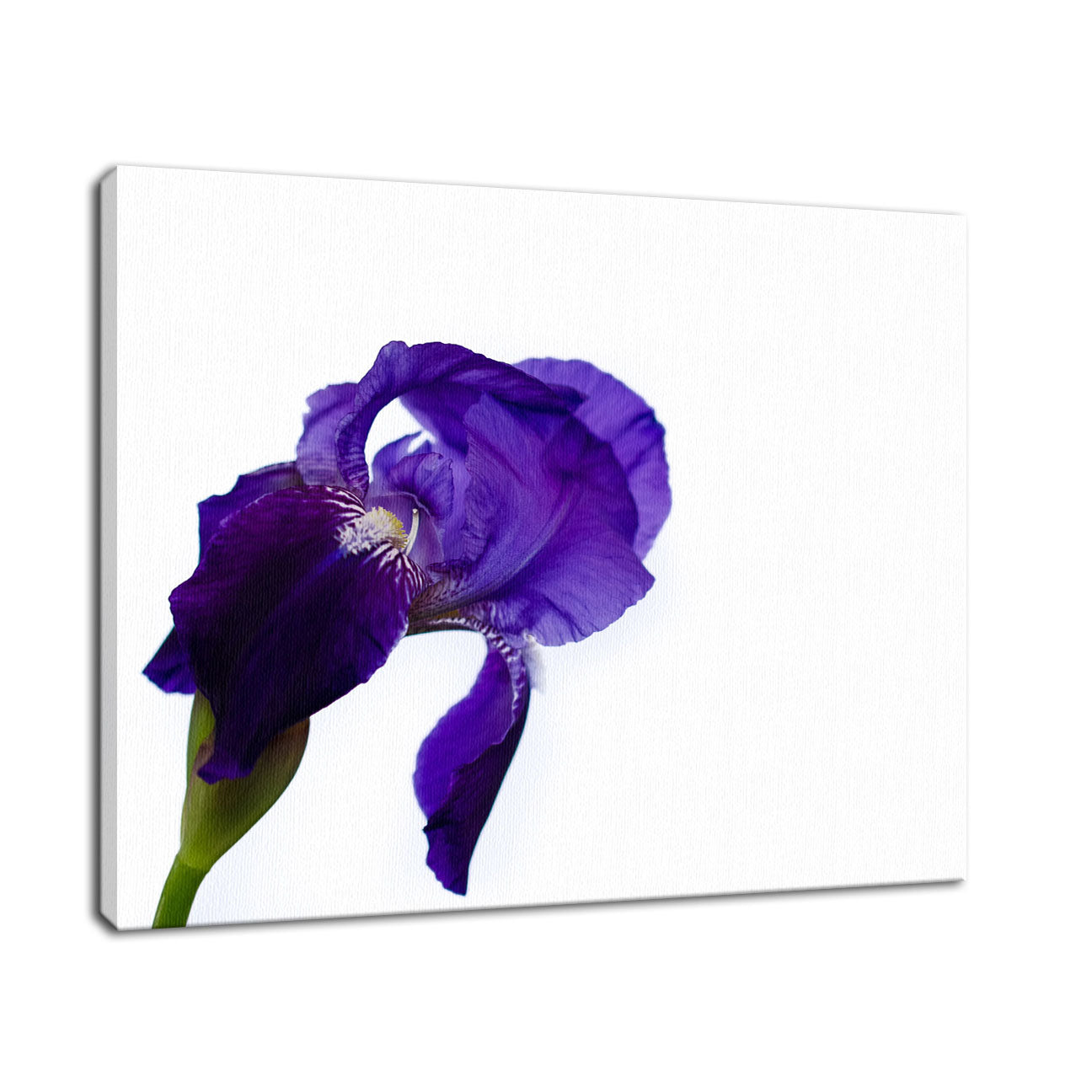 Iris On White Nature / Floral Photo Fine Art Canvas Wall Art Prints - PIPAFINEART