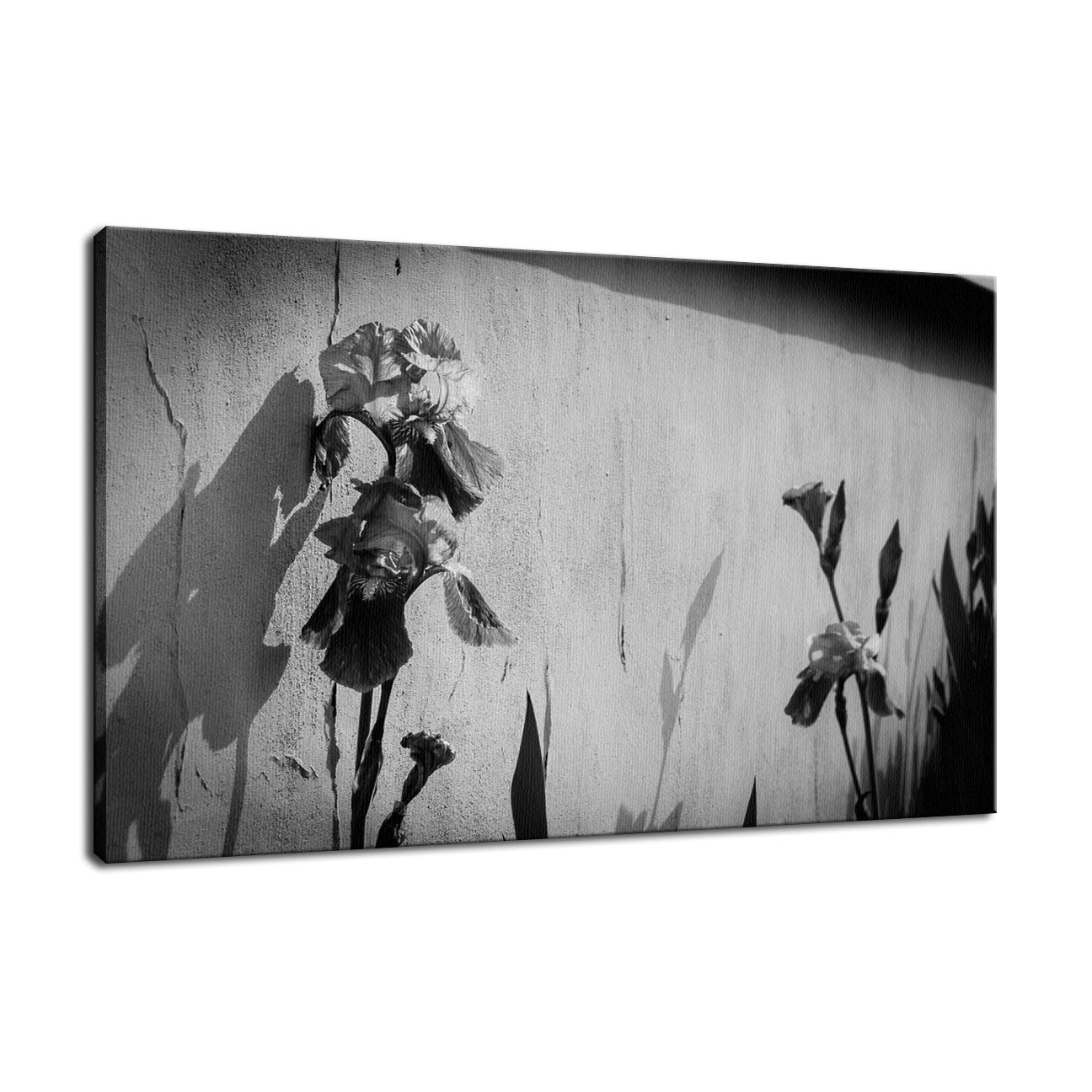 Iris on Wall in Black and White Nature / Floral Photo Fine Art Canvas Wall Art Prints - PIPAFINEART