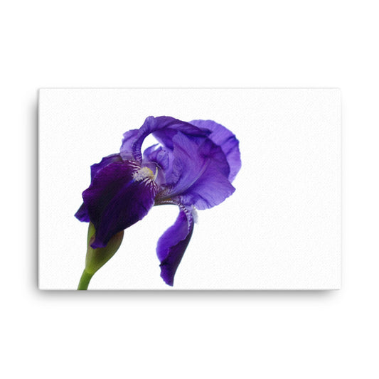 Iris On White Floral Botanical Nature Photo Canvas Wall Art Prints
