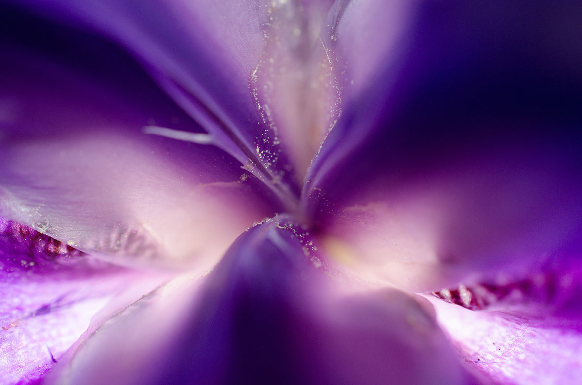 Iris Center Petals Nature / Floral Photo Fine Art Canvas Wall Art Prints - PIPAFINEART