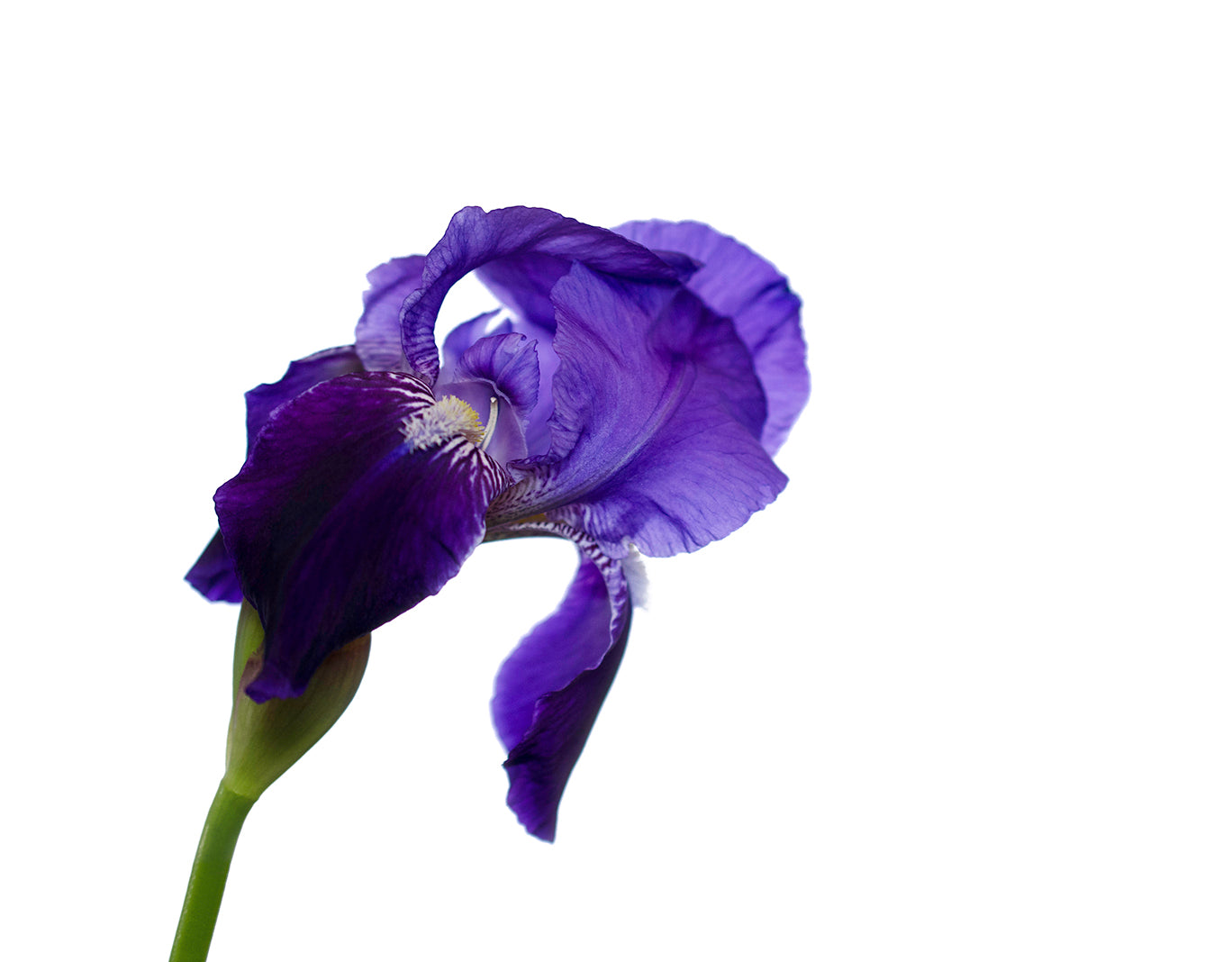 Iris On White Nature / Floral Photo Fine Art Canvas Wall Art Prints - PIPAFINEART