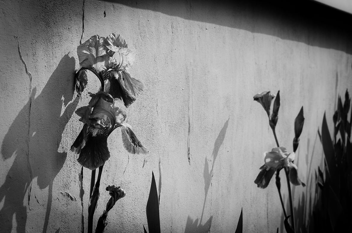 Iris on Wall in Black and White Floral Nature Photo DIY Wall Decor Instant Download Print - Printable - PIPAFINEART