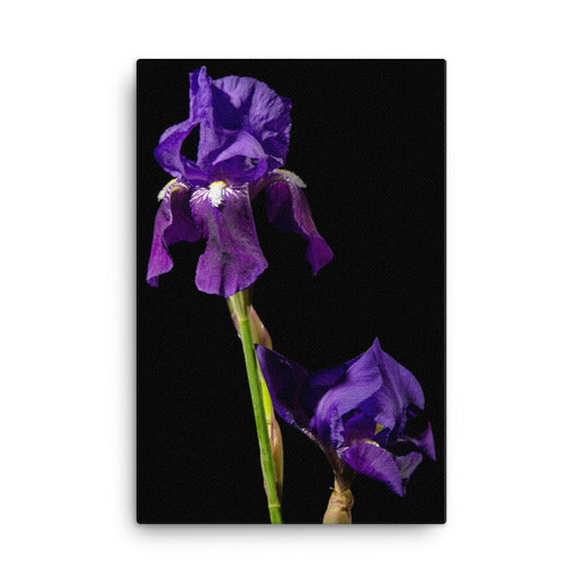 Iris on Black Floral Botanical Nature Photo Canvas Wall Art Prints