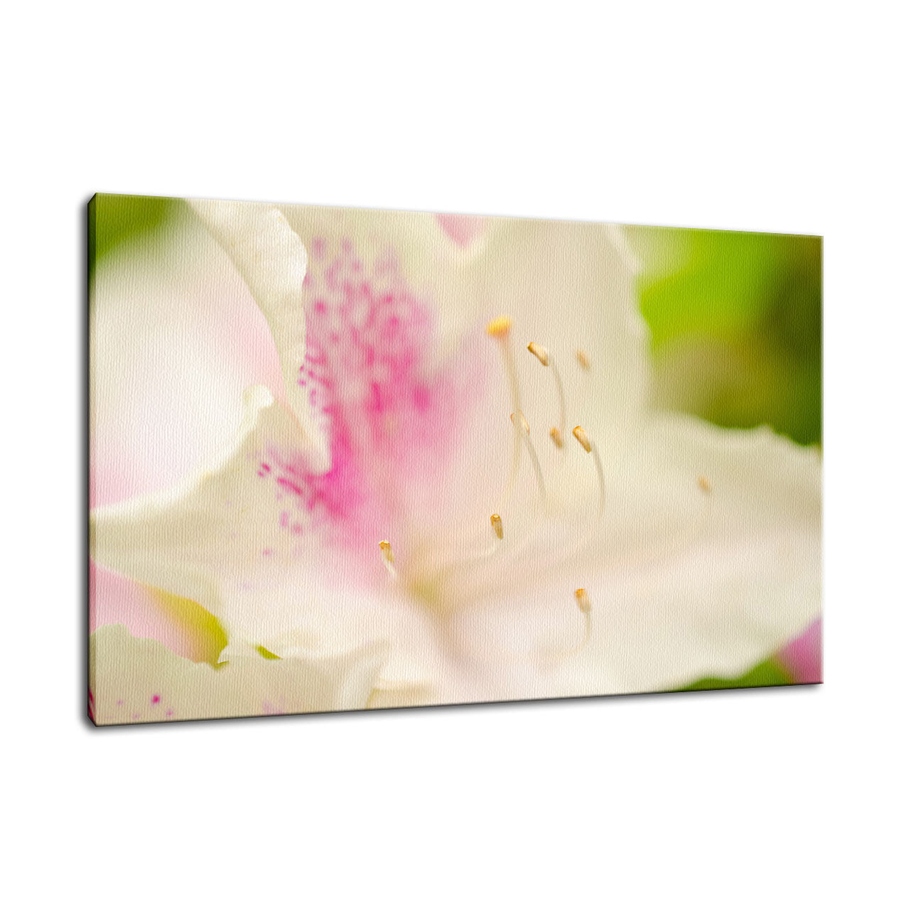 Japanese Azalea Nature / Floral Photo Fine Art Canvas Wall Art Prints - PIPAFINEART