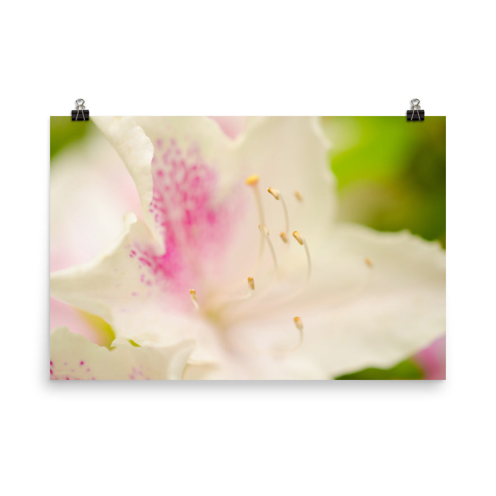 Japanese Azalea Floral Nature Photo Loose Unframed Wall Art Prints - PIPAFINEART