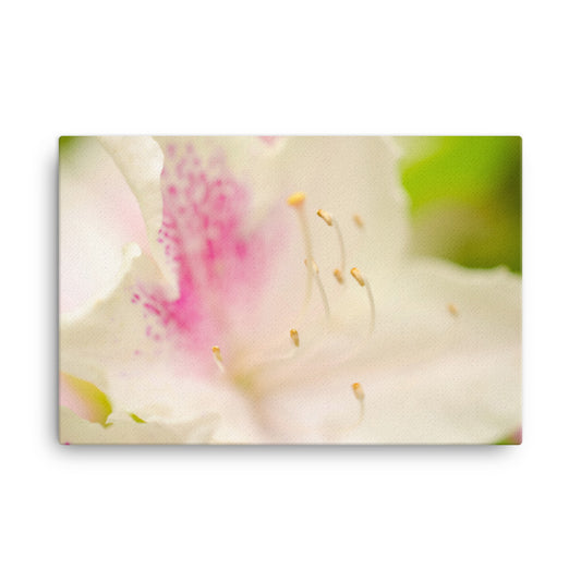 Japanese Azalea Flower Floral Botanical Nature Photo Canvas Wall Art Prints