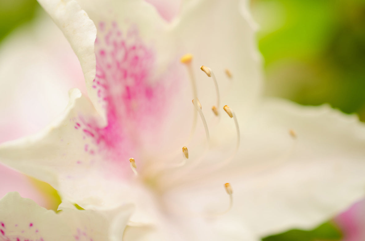 Japanese Azalea Nature / Floral Photo Fine Art Canvas Wall Art Prints - PIPAFINEART