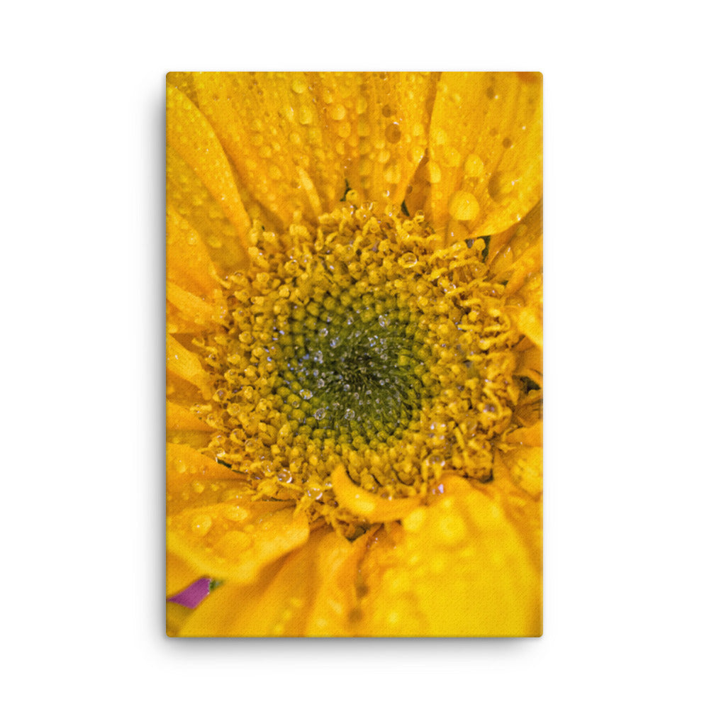 Joyful Color Floral Botanical Nature Photo Canvas Wall Art Prints