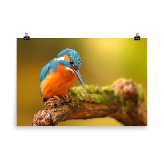 Kingfisher Bird on Perch 2 Loose Wall Art Print